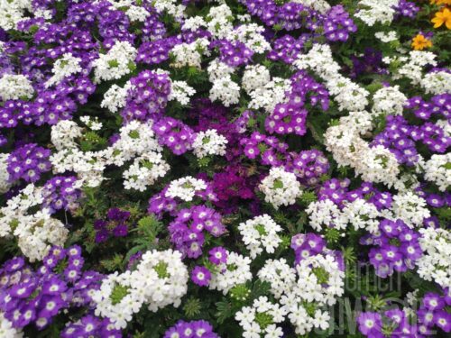 Verbena TrioMio Vepita Incense - Blau-weiss-flieder Hängeverbene