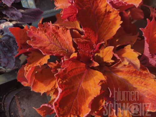 Plectranthus Wicket Hot, Buntnessel