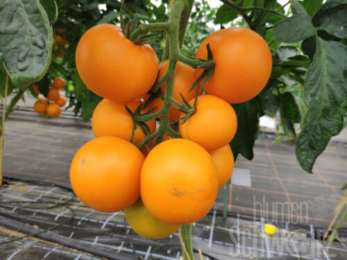 Lycopersicon, gelb-orange Tomate Bolzano