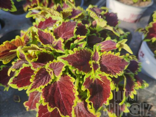 Plectranthus Wicket Witch, Buntnessel