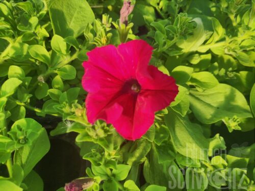Petunia Alpetunia Hot Pink