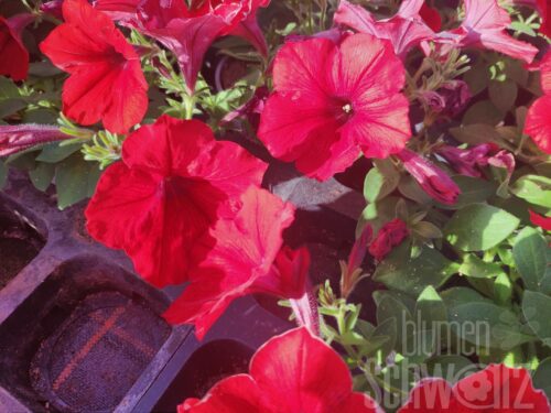 Petunia Kuyamba Red, Petunie