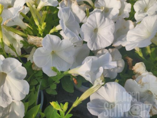 Petunia Kuyamba white, Petunie