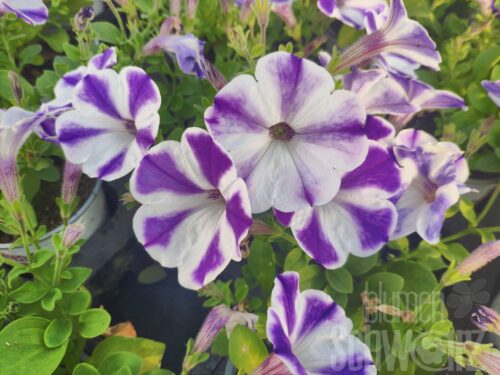 Petunia Mayberry Blast Petunie