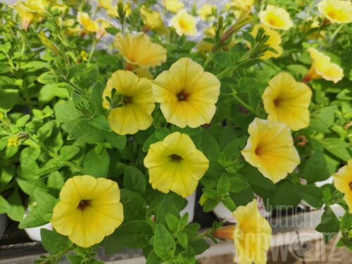 Petunia Mini Vista Yellow, Petunie