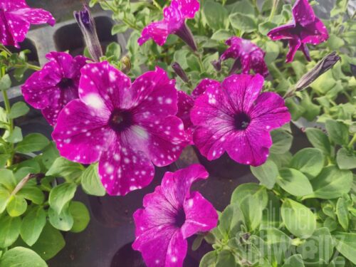Petunia Royal Sky, Petunie