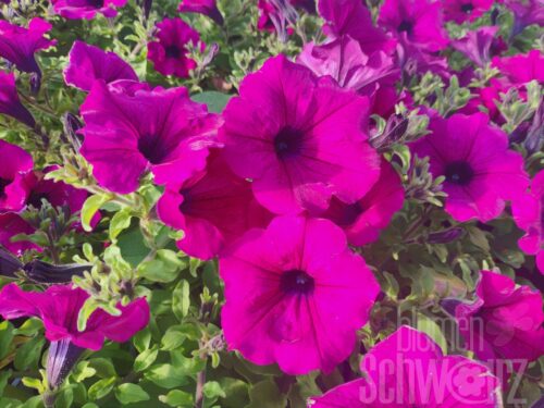 Petunia Shihi Purple, Petunie