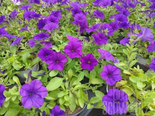 Petunia Violett 2006, Petuni