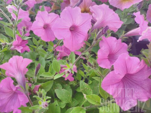Petunia Vista Bubblegum, Petunie