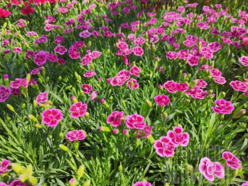 Dianthus Pink Kisses, Nelke