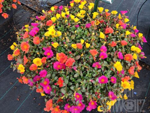 3er Portulaca Trixi Sindbad
