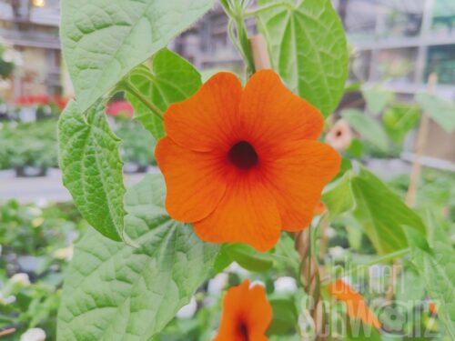 Thunbergia Sunny Susy Red Orange, Susanne