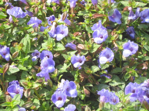 Torenia, Samtgesicht, hängend