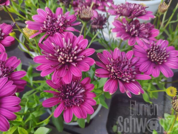 Osteospermum 3D Purple 18