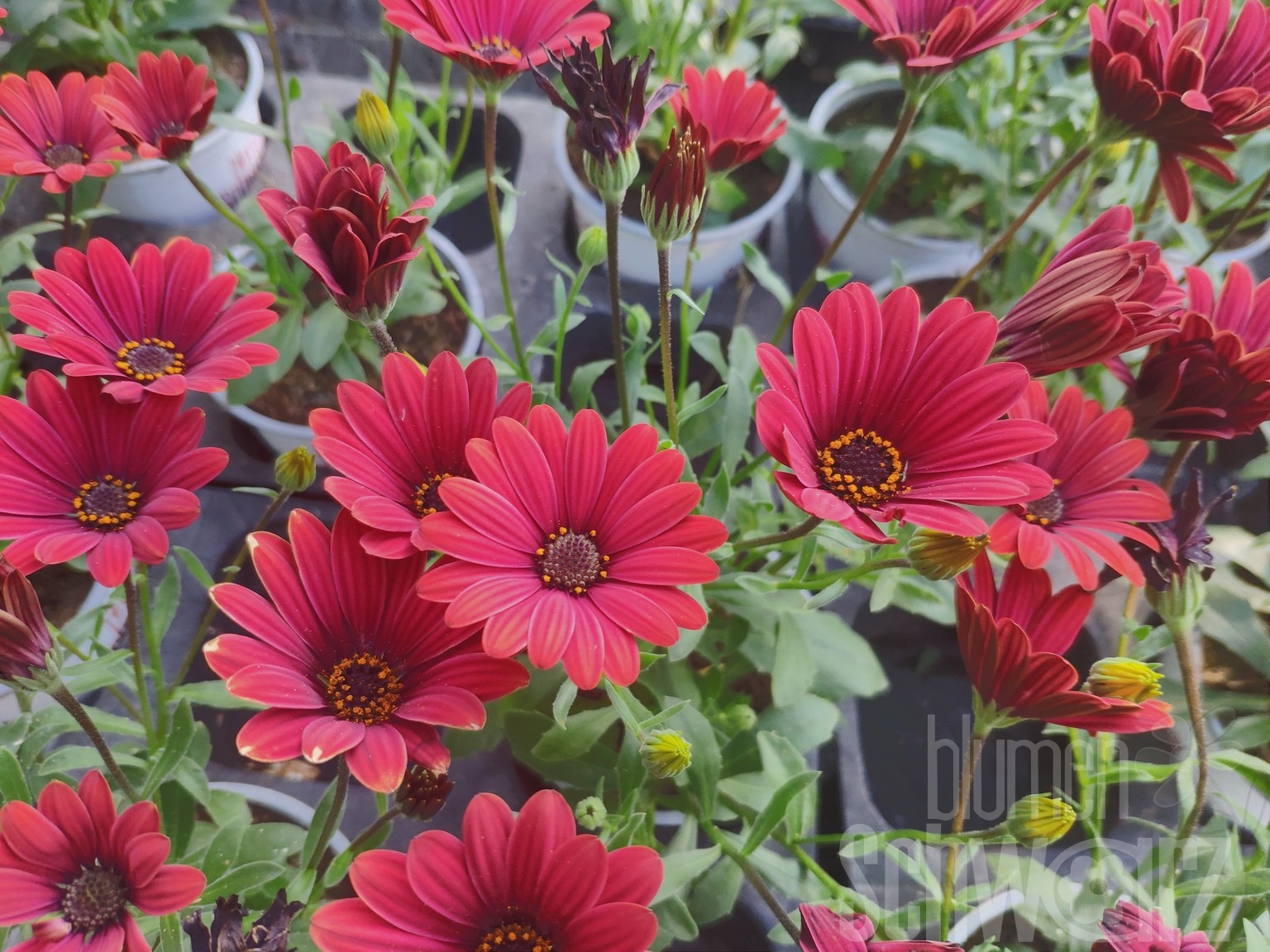 Osteospermum Flowerpower Red 21 Blumen Schwarz