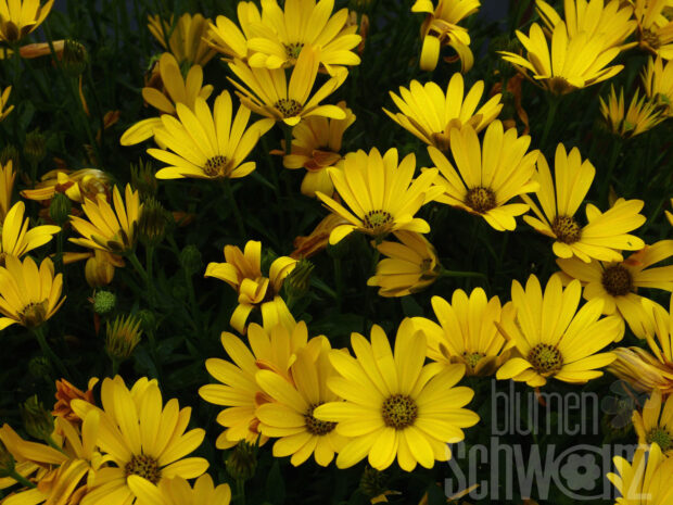 Osteospermum Flowerpower Yellow 19
