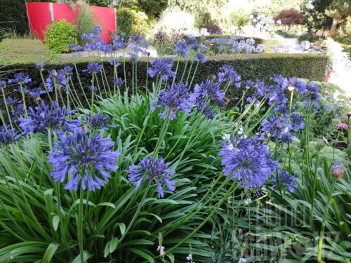 Agapanthus africanus, Schmucklilie blau