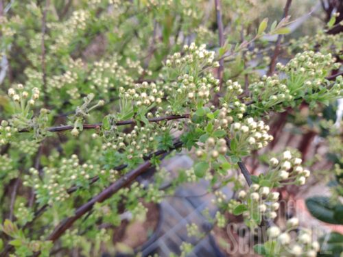 Spiraea cinerea Grefsheim T17 - Weiße Spiere