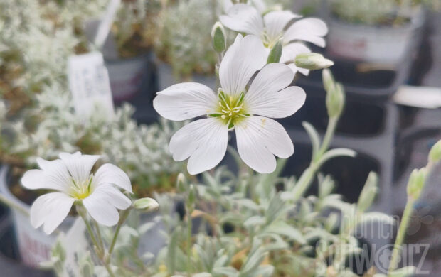 Cerastium tom. var columnae - Hornkraut
