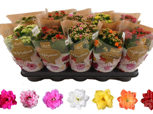 Kalanchoe blossfeldiana gefüllt div. Farben
