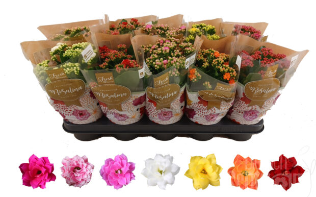 Kalanchoe blossfeldiana gefüllt div. Farben