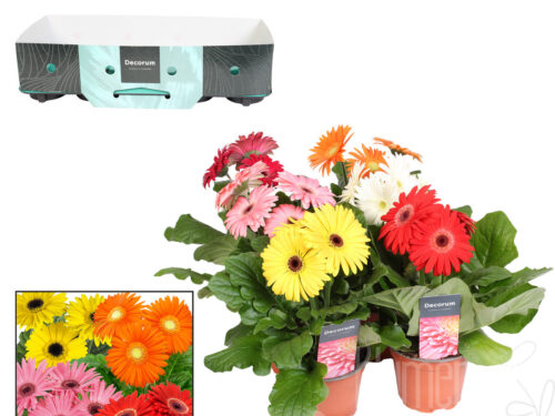 Gerbera gemischt