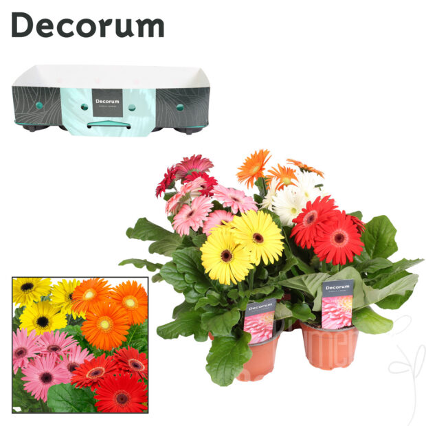 Gerbera gemischt