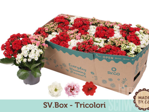 Kalanchoe blossfeldiana gefüllt gemischt im Topf