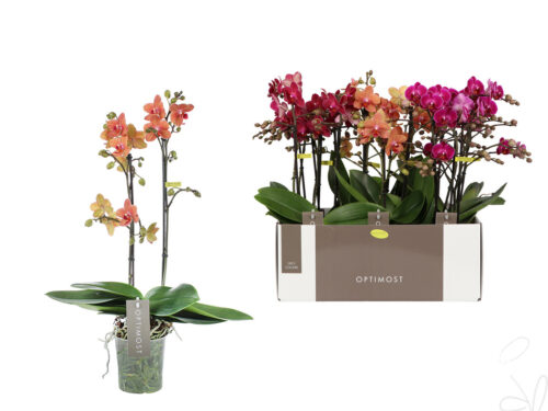 Phalaenopsis Multifloratypes gemischt