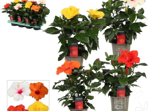 Hibiscus rosa-sinensis mix Container 4 färben