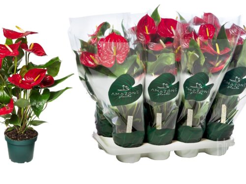 Anthurium (Andreanum Grp) Nevada