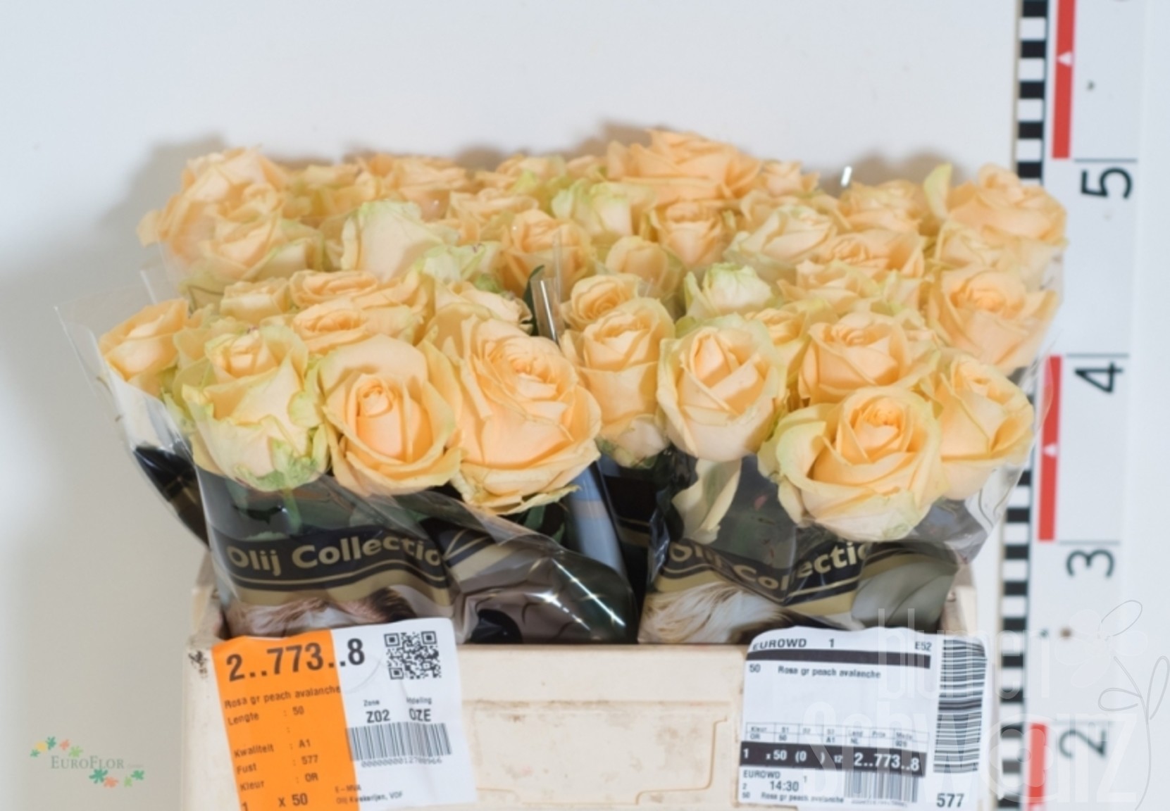 Rosen Peach Avalanche 50 cm