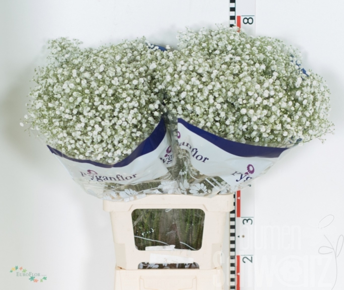 Gypsophila paniculata Xlence Blumen Schwarz