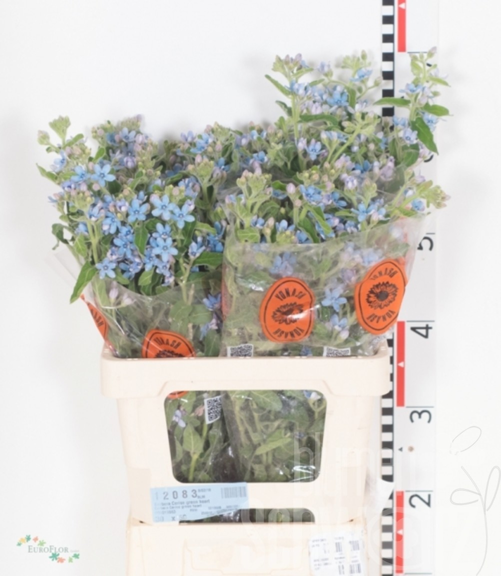 Oxypetalum coeruleum 60 cm Bund enthält 25