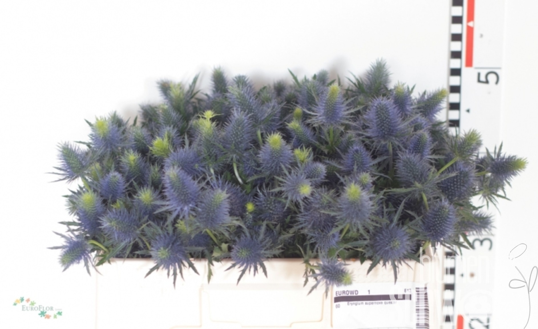 Eryngium Supernova 50 cm Bund enthält 10 Blumen Schwarz