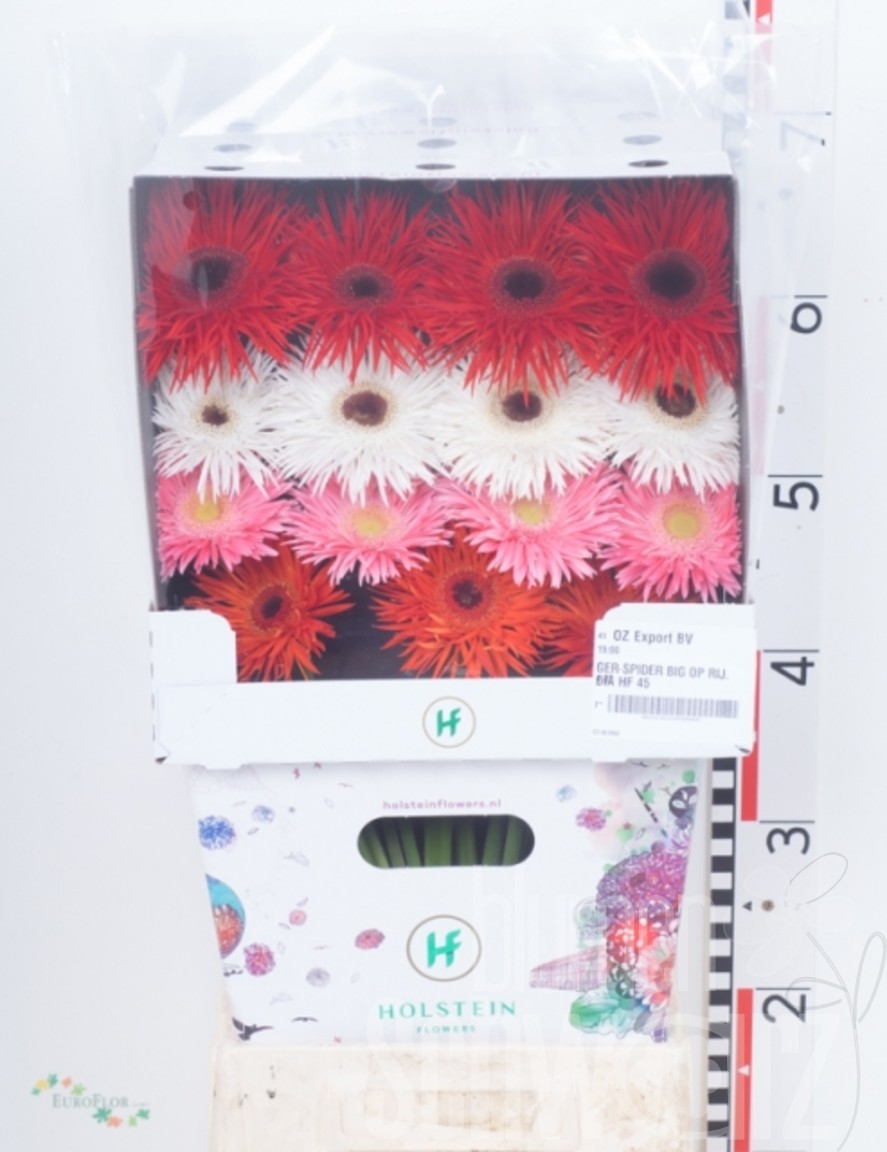 Gerbera Spider Mix im Flowerracket Bund enthält 30