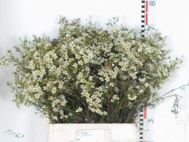 Chamelaucium uncin. Ofir 70 cm Bund enthält 25