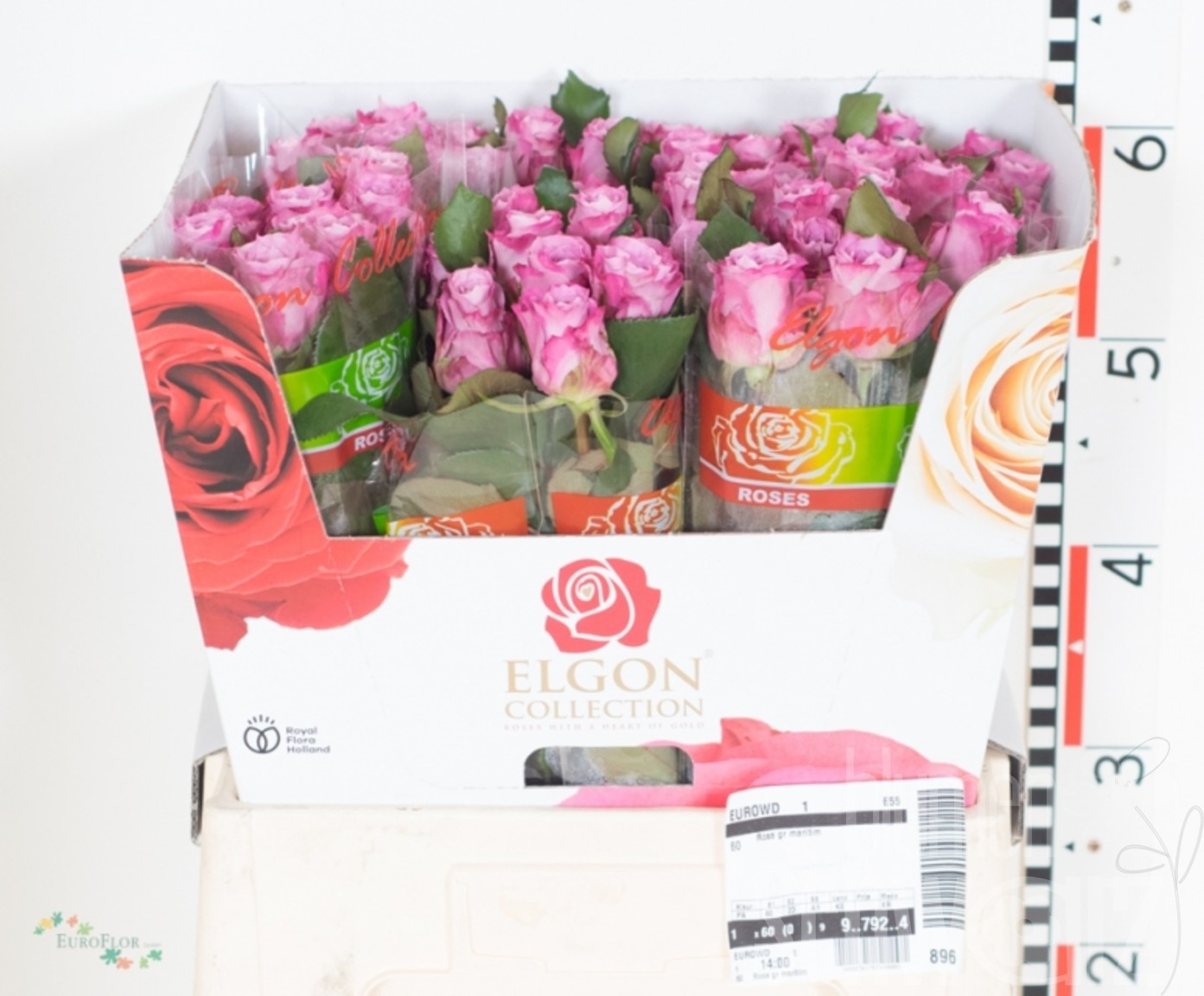 Rosen Penny Lane 60 cm Bund enthält 10