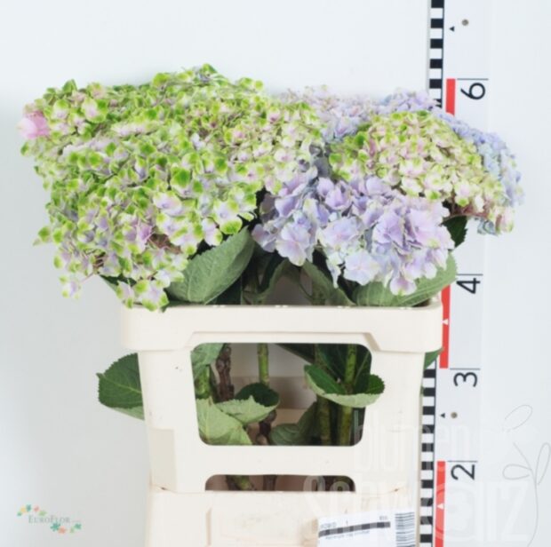 Hydrangea Magical Amethyst 70 cm Bund enthält 10