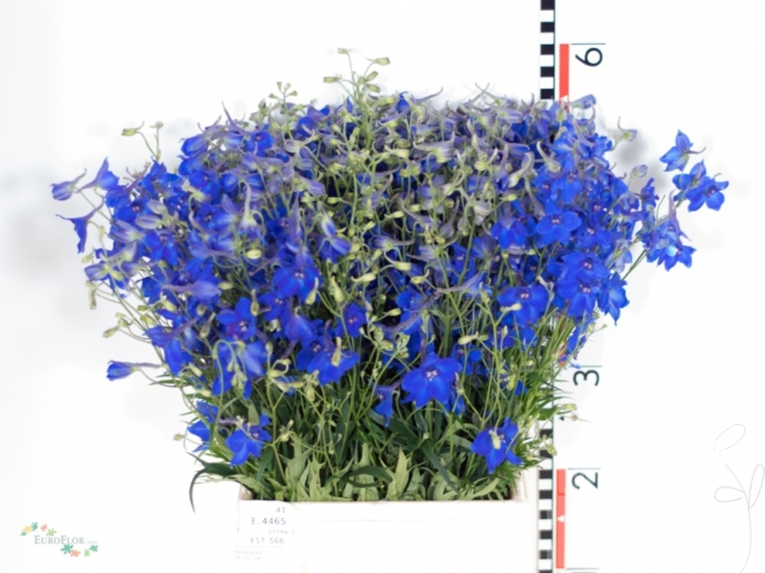 Delphinium x bellad. Völkerfrieden 50 cm Bund enthält 10