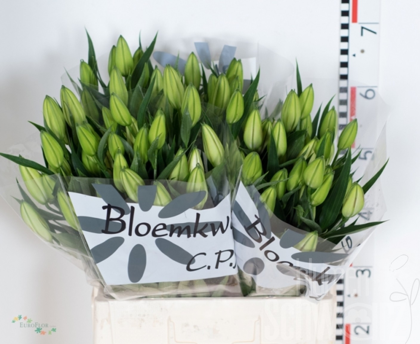 Lilien OR Sorbonne Bund enthält 10