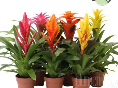 Bromelia gemischt Cupcake Sleeve