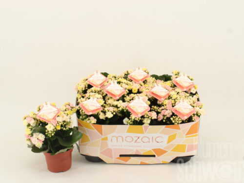 Kalanchoe gefüllt blossfeldiana Specialty Mozaic