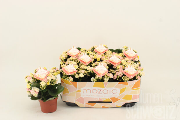 Kalanchoe gefüllt blossfeldiana Specialty Mozaic