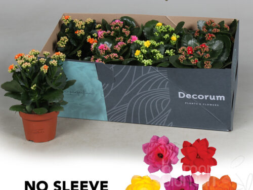 Kalanchoe (5 Farben gefüllt)