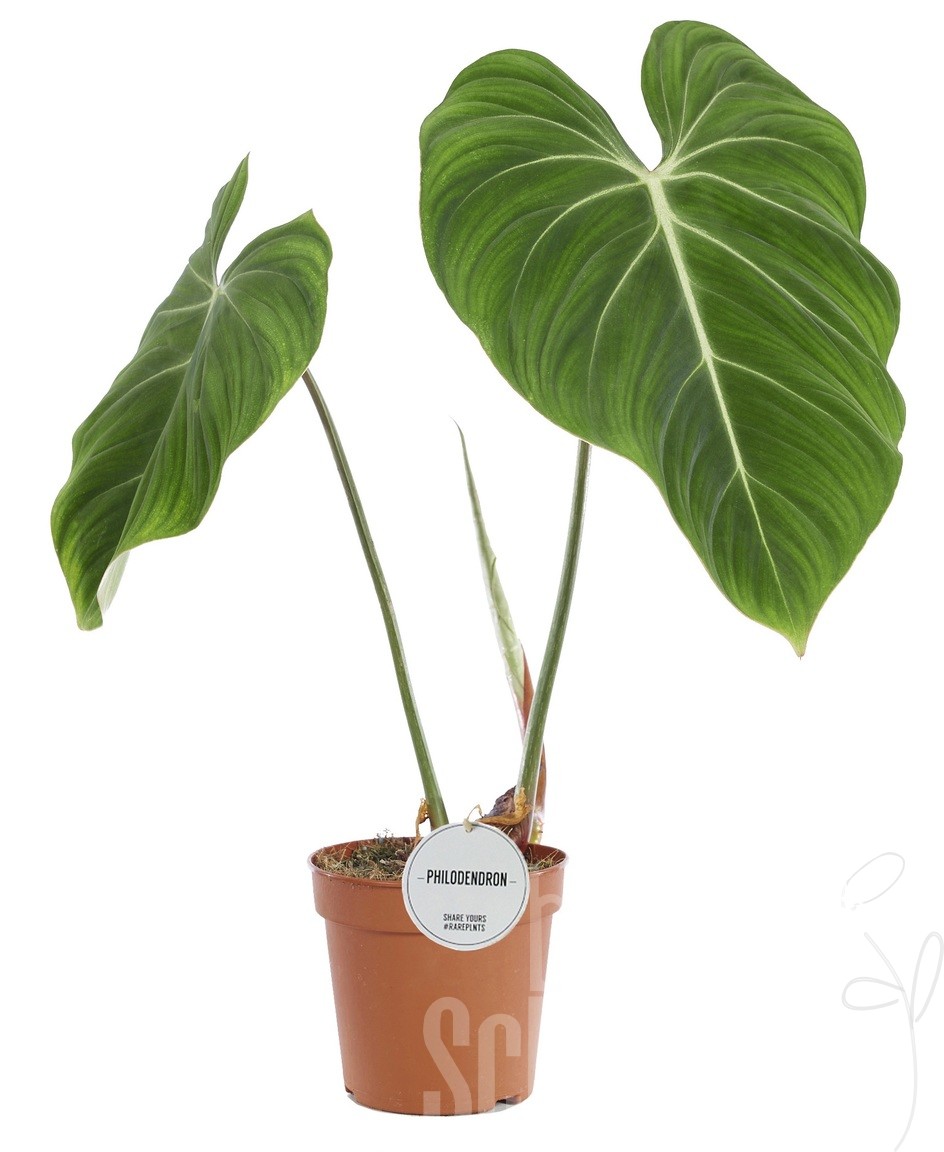 Philodendron - Blumen Schwarz