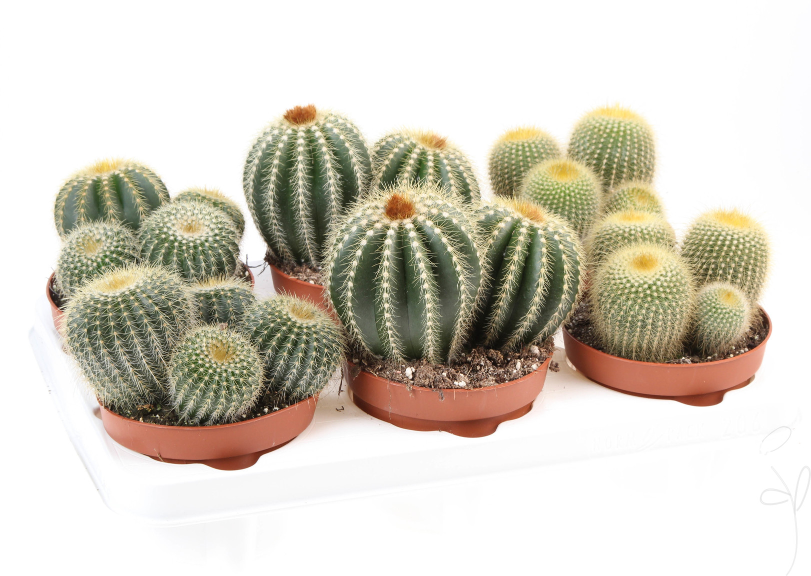 Kaktus gemischtNotocactus - Blumen Schwarz