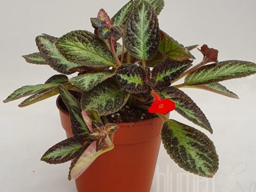 Episcia