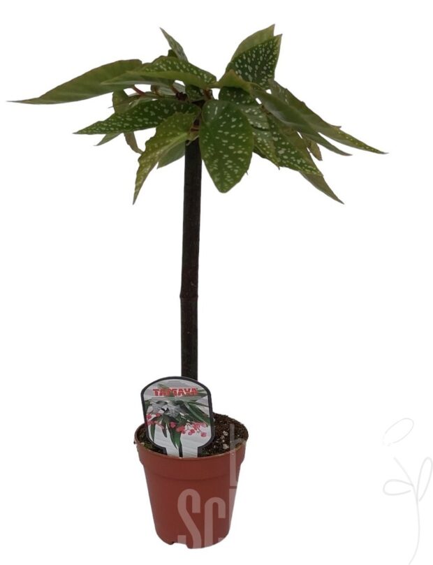 Begonia Tamaya