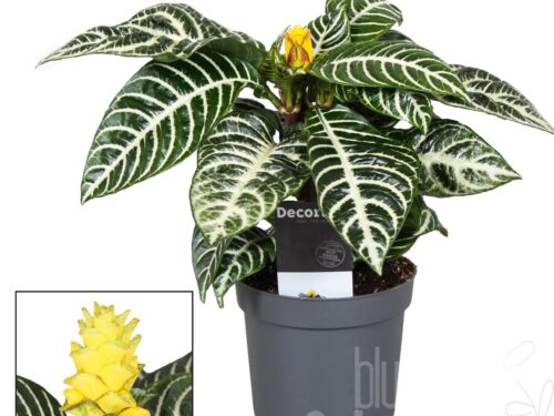 Aphelandra squarrosa -Dania-